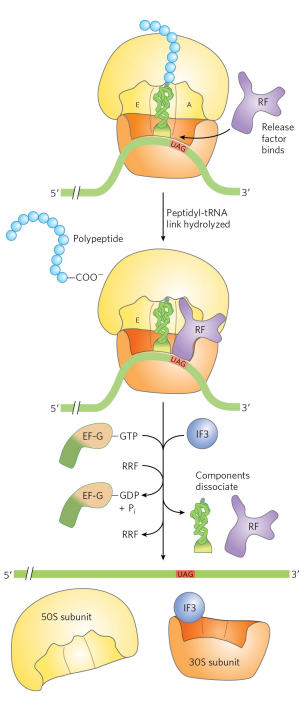 <p>There are 3 distinct proteins that recognize the 3 distinct stop codons (humans have 1 protein that recognizes the stop codons). Stop codon is recognized by release factor. Release factor fits into A site and recognizes stop codon, and it brings water to hydrolyze the last peptide. Ribosome recycling factor (RRF) and energy from GTP hydrolysis aid in ribosome dissociation. IF3 promotes dissociation of the tRNA. The complex of IF3 and the 30S subunit is then ready to initiate another round</p>