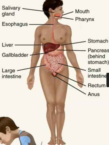 <p>achieves physical and chemical breakdown of food</p><p>absorbs nutrients</p><p>eliminates solid wastes</p><p>organs that contribute juices and enzymes to help process foods as it moves through the alimentary canal </p>