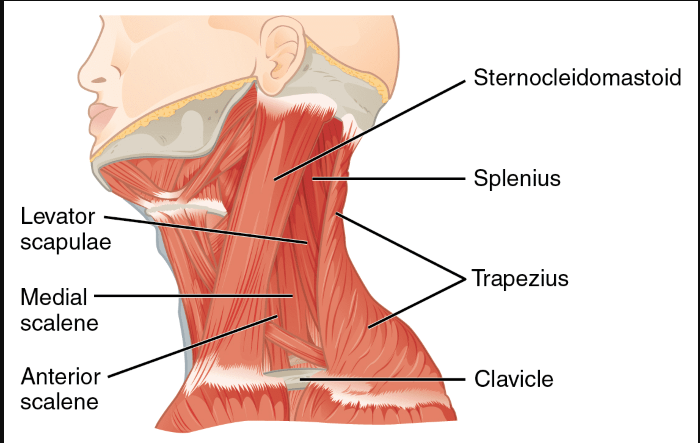 <p>sternocleidomastoid</p>