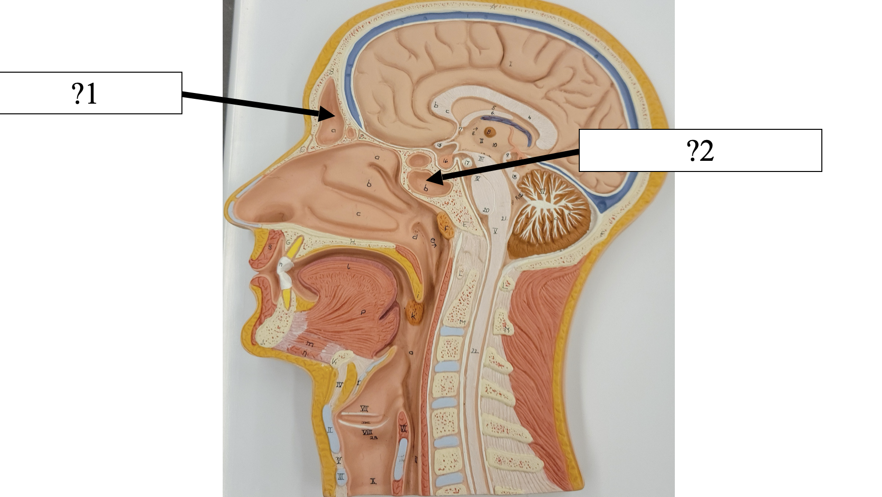 <p>2 Name the space?</p>