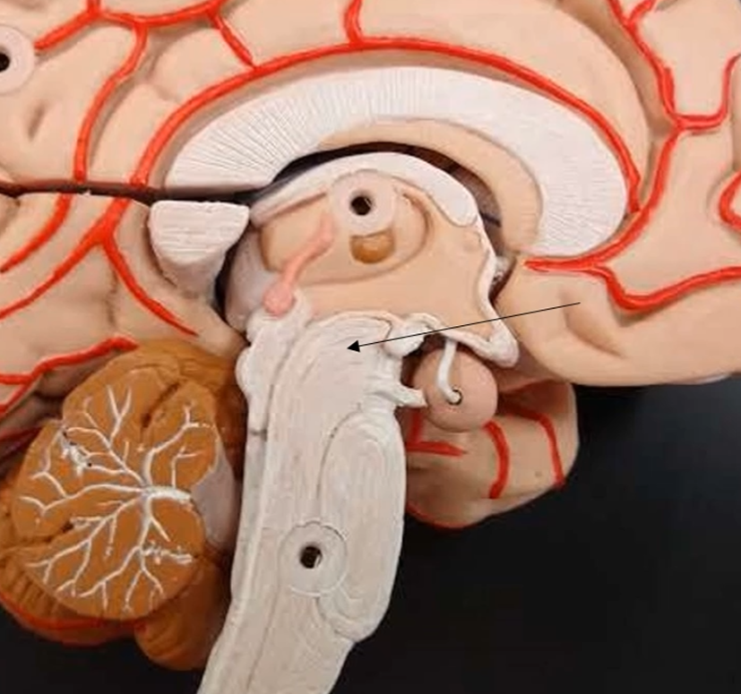 <p>What is this top portion of the brain stem?</p>