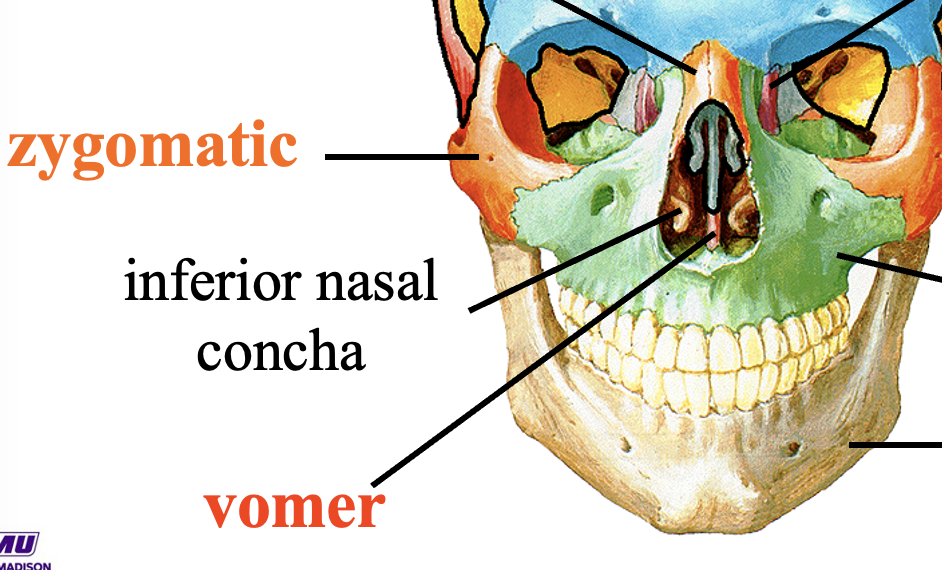 <p>lower part of nasal septum</p>