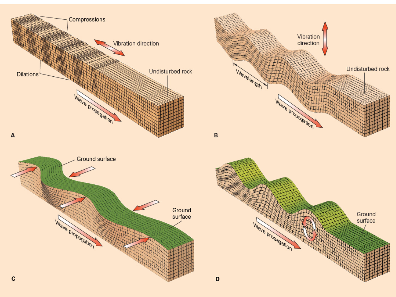 <p><span>When earthquakes occur, they release energy in the form of seismic waves. The waves produced have different forms and motions. Of the four waveforms illustrated, which one illustrates the motion of an S-wave?</span></p>