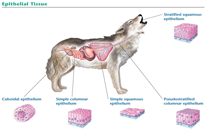 <p> Epithelial tissue covers outside of body and lines organs and cavities within body </p><p> Contains cells that are closely joined </p><p> Shape of epithelial cells may be </p><p> cuboidal (like dice) </p><p> columnar (like bricks on end) </p><p> squamous (like floor tiles)</p><p> The arrangement of epithelial cells may be </p><p> simple (single cell layer) </p><p> stratified (multiple tiers of cells) </p><p> pseudostratified (a single layer of cells of varying length)</p><p></p>