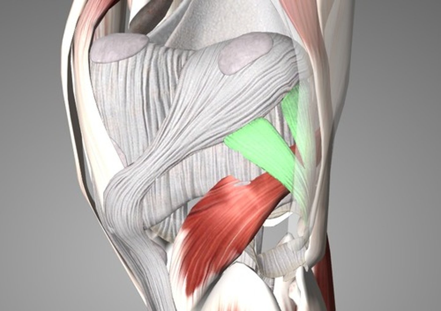 <p>Arcs superiorly from the head of the fibula over the popliteus muscle to the posterior aspect of the joint capsule. Provide additional stability to the posterior aspect of the knee joint</p>