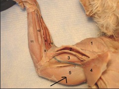 <p>muscle that serves to extend the elbow</p>