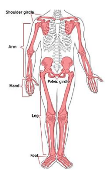 <p>shoulder girdle, pelvic girdle, limbs</p>