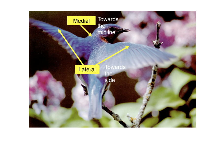 <p>lateral</p>