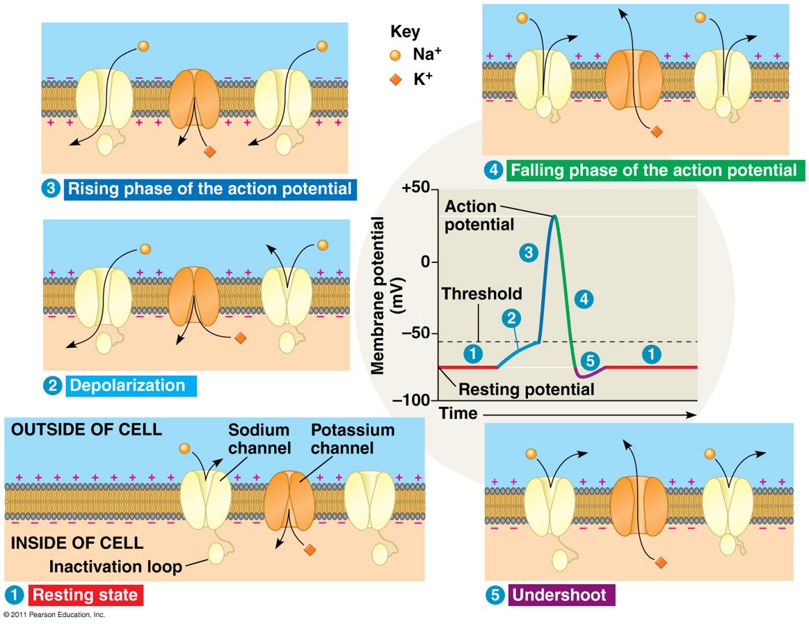 <p>Quiz on the parts of the image</p>