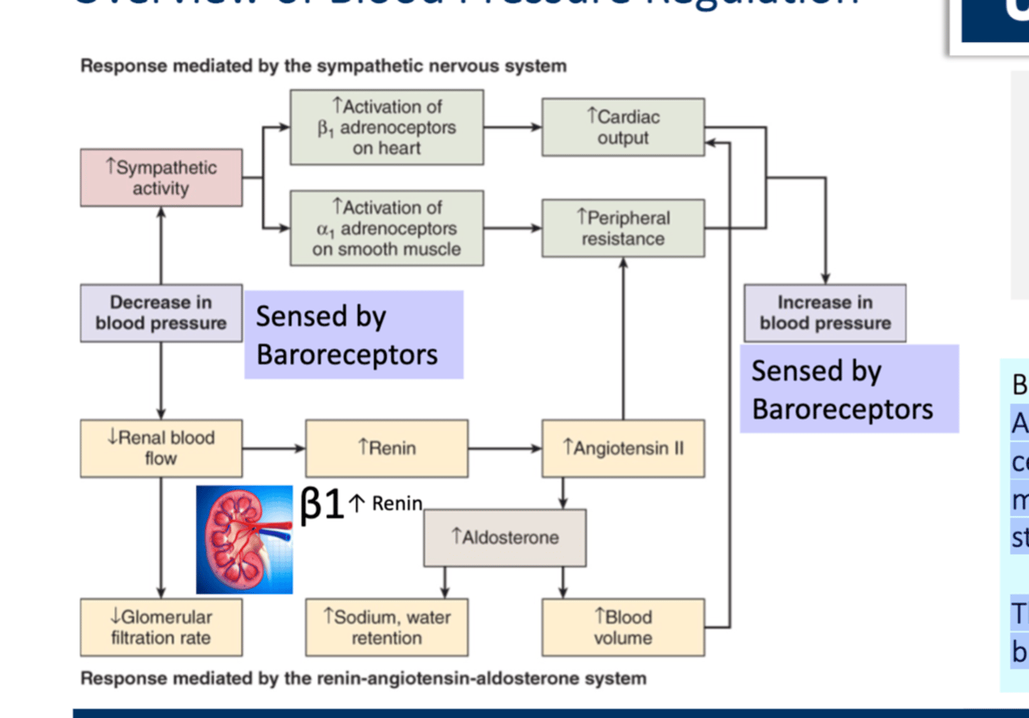 <p>• Located in Carotid Bodies, Aortic Arch, and Juxtaglomerular cells in the kidney are mechanoreceptors activated by stretch. </p><p>• They are constantly regulating blood pressure and volume and responds to acute minute-to-minute changes</p>