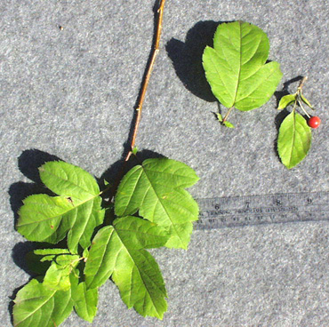 <p>common name</p>