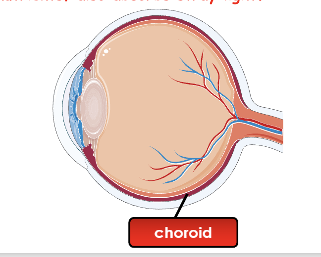 <p>Layer containing blood vessels that supplies oxygen and nutrients to the retina. Also absorbs light</p>