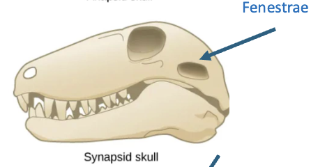 <p>SYNAPSID</p>