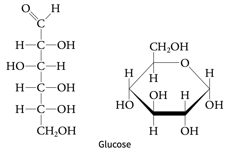 <ul><li><p>Contain C, H, and O</p><ul><li><p>Simple carbohydrates (monosaccharides) contain one sugar, following the formula (CH2O)n</p></li></ul></li></ul><p></p>