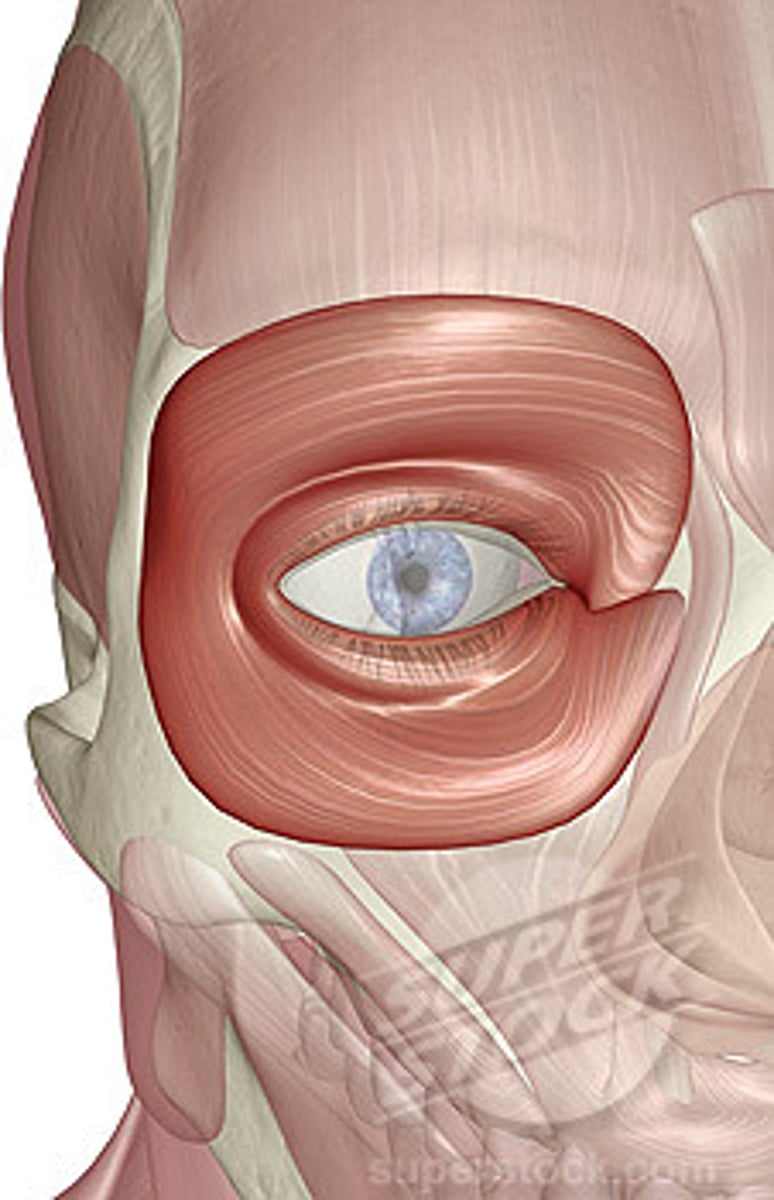 <p>Location: Eye muscle</p><p>Action: Closes eyes</p>