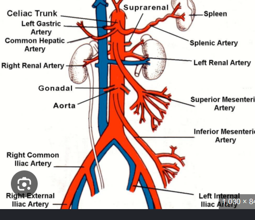 <p>Where do the renal arteries arise from?<br>→ Aorta slightly below the SMA</p><p>From what aspect does the right renal artery arise?<br>→ Anterolateral aspect of aorta</p><p>The right renal artery passes posterior to what structure?<br>→ IVC</p>