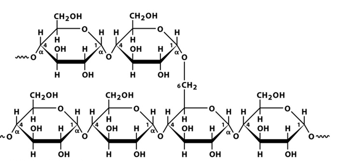 <p>What polysaccharide is this</p>
