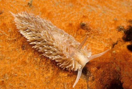 <p>Maned Nudibranch</p>