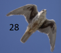 <p>black ‘armpits’ (axillaries); streaked brown; longish lightly banded tail</p>