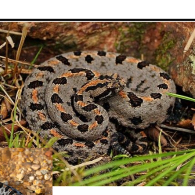 <p>name this animal</p>