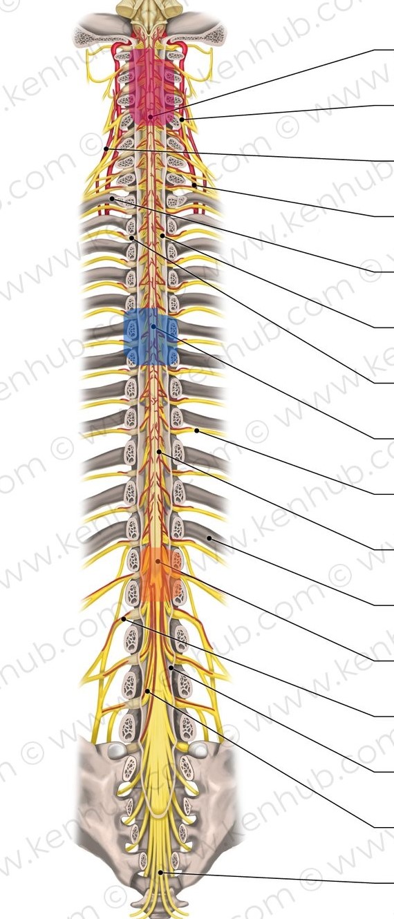 <p>What is the orange area </p>