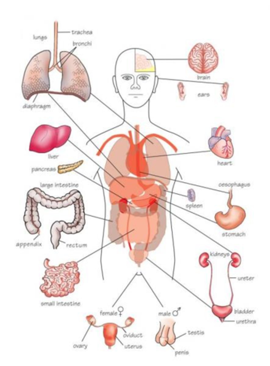 <p>органи</p>