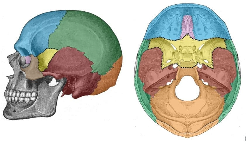 <p>Hoe heet het gele deel?</p>
