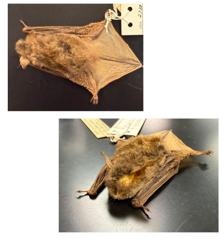 <p>What is the scientific name, common name, and the taxonomy of the species?</p><ul><li><p>Keeled Calcar</p></li></ul><p></p>