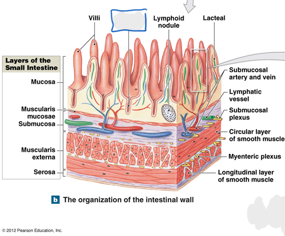 term image