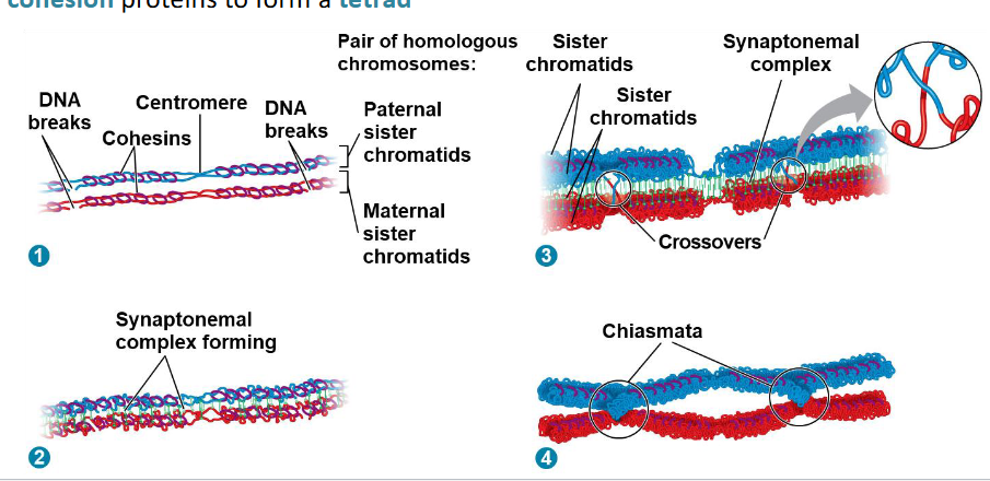 <p>Synapsis: homologous chromosomes</p><p>are held together along their length</p><p>by cohesion proteins to form a tetrad</p>