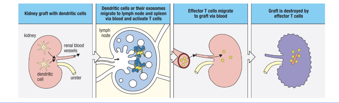 <ol><li><p>passenter leulocites = donor dendritic cells that travel to lymph</p><ol><li><p>passenger leuokocytes eventual die off = lower direct and smidrect allorecognition risk and acute rejection risk (direct)</p></li><li><p>some long lived tissue residnt cells (tr macrophages, innate lymphoid cells, memory cells, ect) can still persists (Semidirect)</p></li></ol></li></ol><p></p>