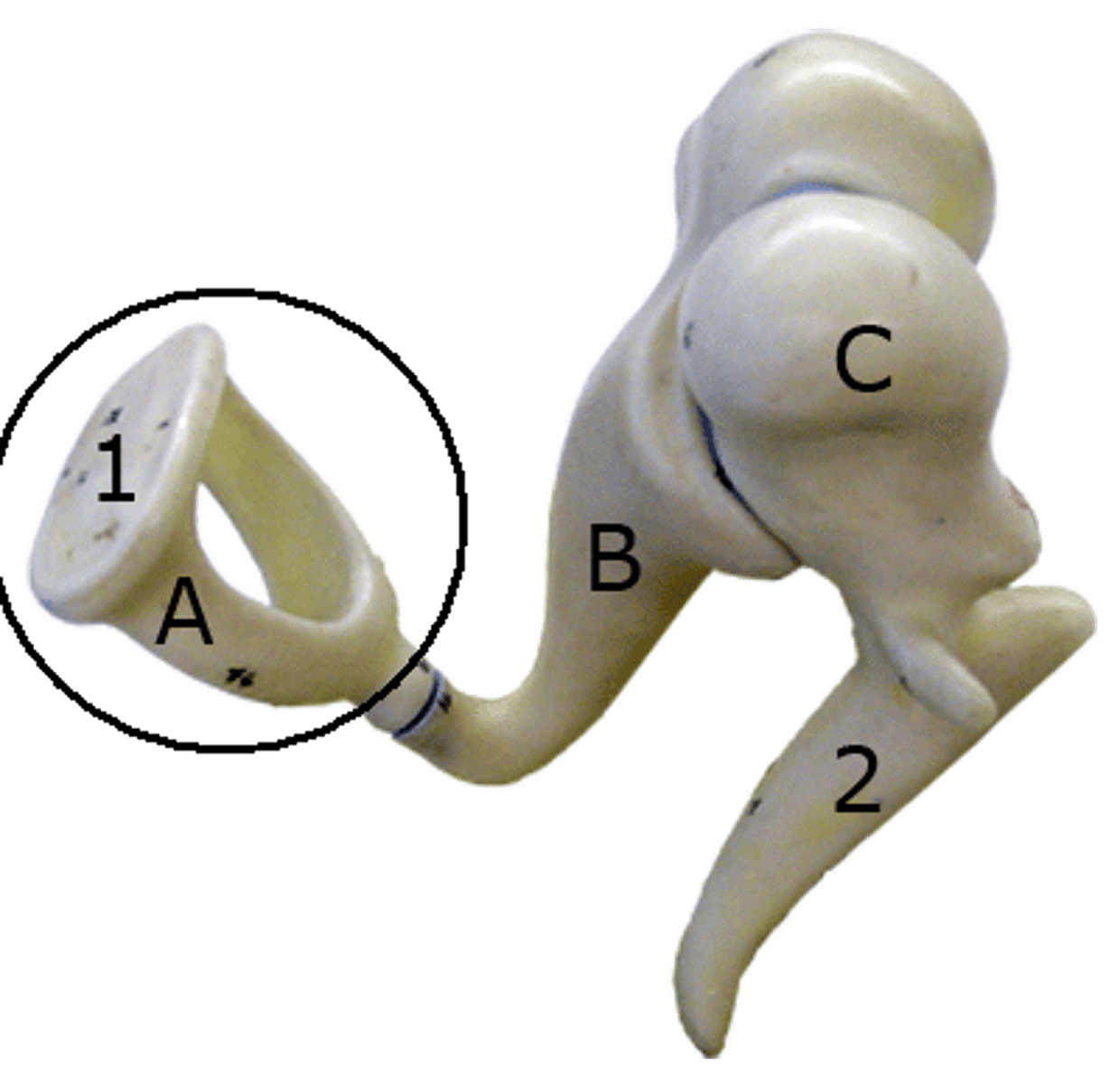 <p>"stirrup"; inner of the 3 ossicles of the middle ear</p>