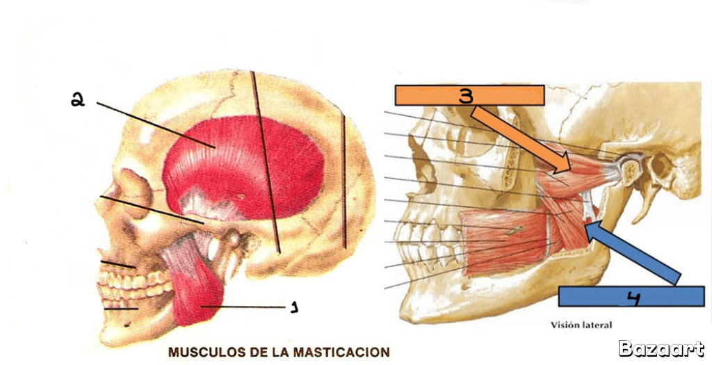 <p>Masseter</p>