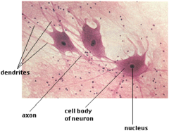 <p>Function in Communications, Internally or Externally</p><p>Tissue that senses stimuli and transmits signals.</p>