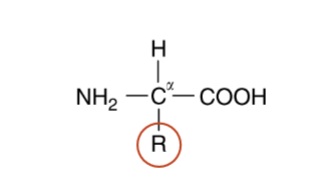 <p>α-carbon atom linked to a hydrogen atom, an amino group, a carboxyl group, and a side chain </p>
