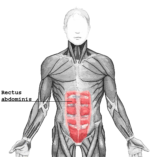 <p>Rectus Abdominis <strong>insertion</strong></p>