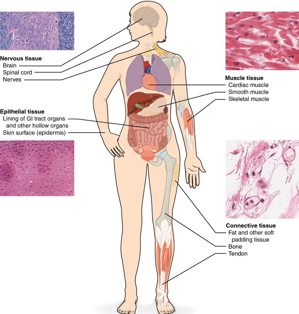 <p>Epithelial, Muscle, Nervous, Connective </p>