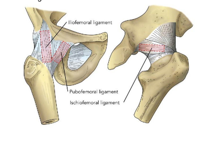 <ul><li><p>iliofemoral ligament</p></li><li><p>pubofemoral ligament</p></li><li><p>ischiofemoral ligament</p></li></ul><p></p>