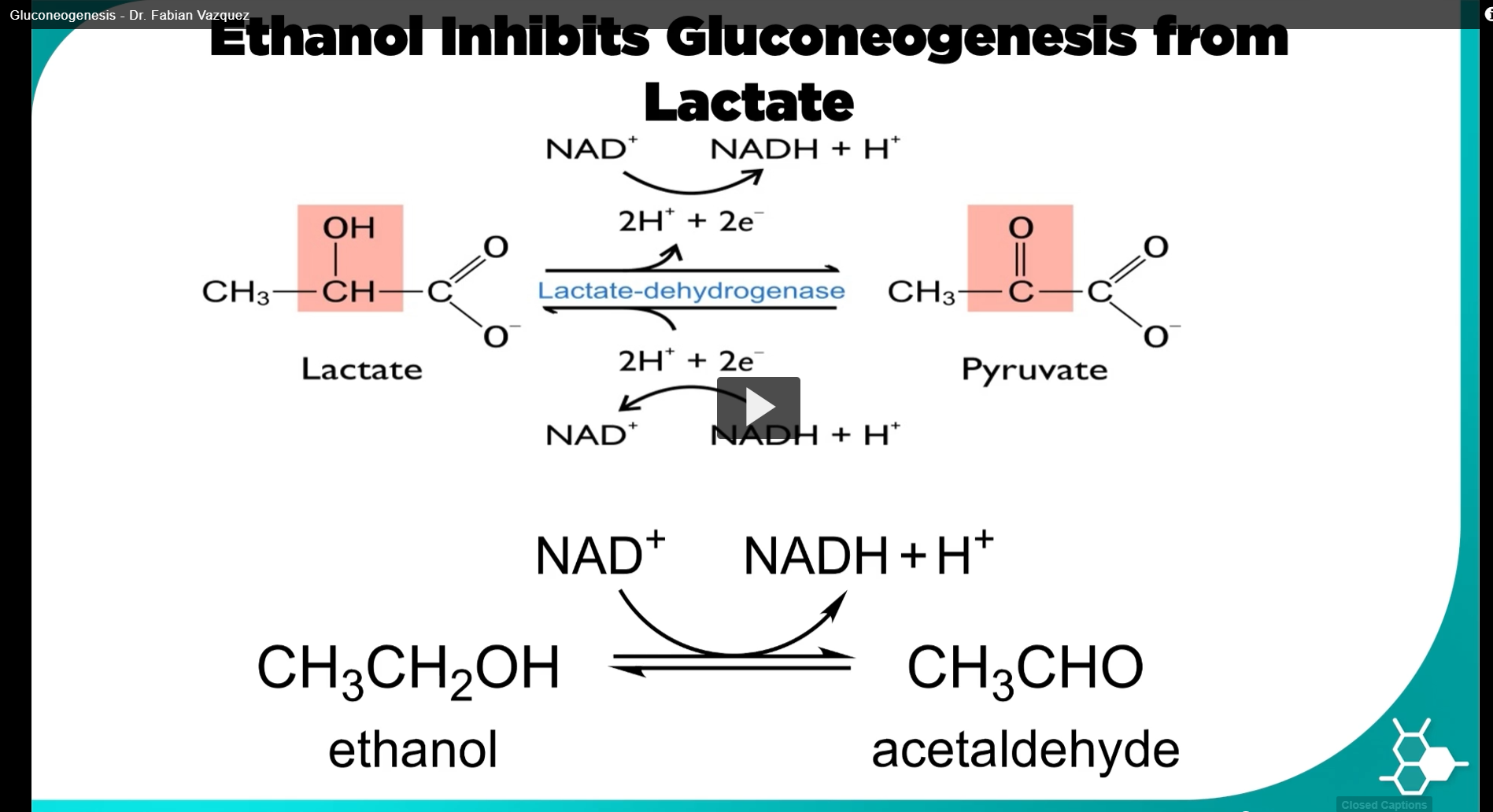 <p><u>ethanol INHIBITS gluconeogenesis from lactate</u></p><p>this slide goes back to the step of pyruvate from lactate. Alcohol can lead to hypoglycemia, a serious and life threating drop in blood sugar levels. </p><p>A coenzyme needed for this reaction is the oxidized form of nicotine adenine dinucleotide, or NAD+. </p><p>this exact coenzyme is used in a different reaction mediated by the alcohol dehydrogenase to convert the ethanol to acetaldehyde. </p><p>keep in mind that ethanol does not inhibit lactate dehydrogenase directly, but rather impairs its activity by capturing a much needed enzyme. </p>