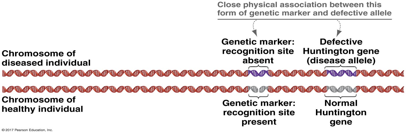 <p>Finding a gene associated with a disease: </p><ol><li><p>Find Family </p></li><li><p>Construct Pedigree </p></li><li><p>Sequence Genetic Markers </p></li><li><p>Find SNP </p></li><li><p>Sequence genes around SNP’s </p></li><li><p>Find the genes </p></li></ol><p></p><p>Linkage study: constructing a pedigree to find out individuals who have and who don’t have the disease. Finding the genetic markers associated with the disease, and find differences between affected and unaffected. </p>