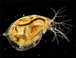 <p>“Brine shrimp, tadpole shrimp”</p><ul><li><p>flattened leaf-like legs</p></li><li><p>freshwater zooplankton</p></li></ul><p></p>