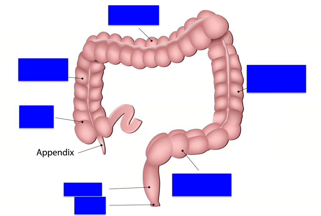 <p>label the large intestine from left to right </p>