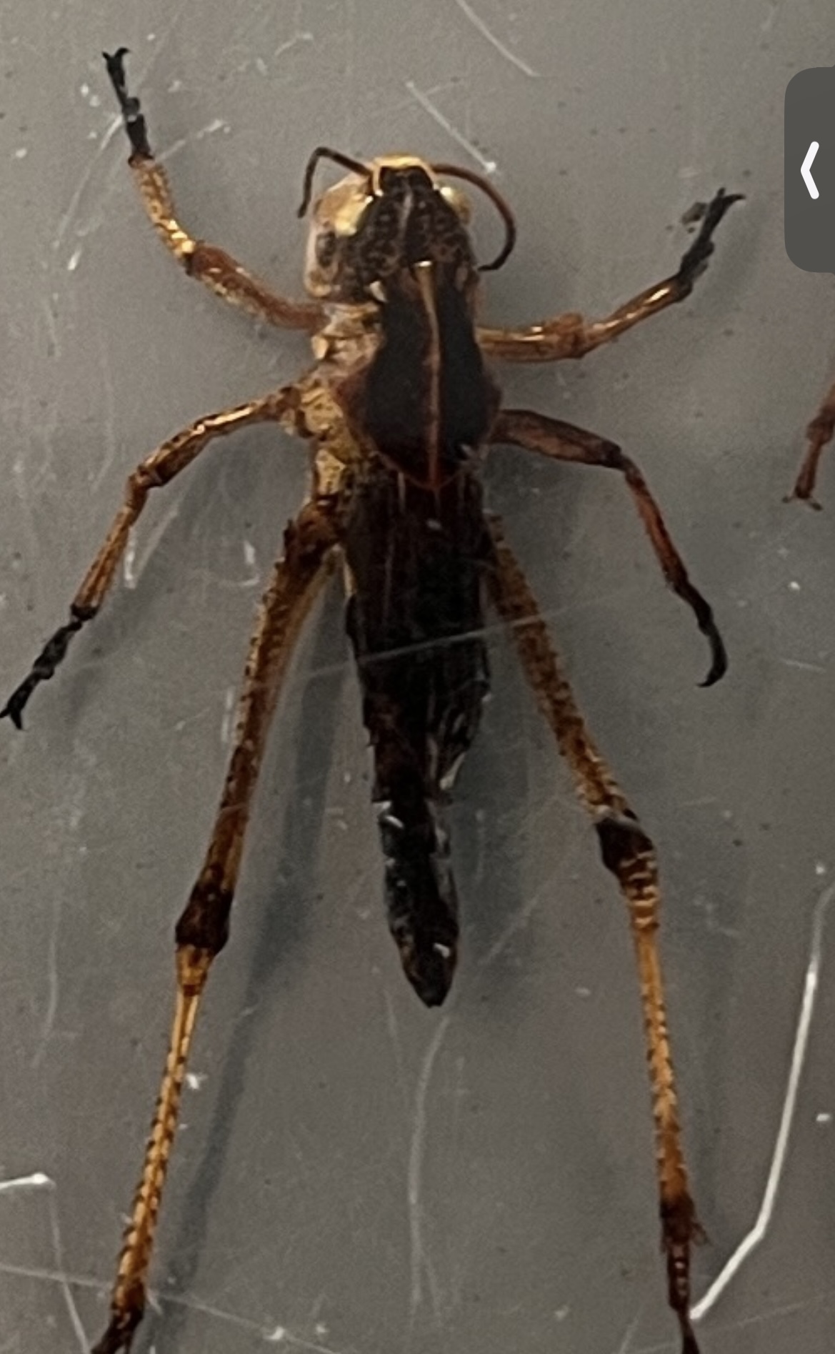 <p>What stage is this grasshopper at?</p>