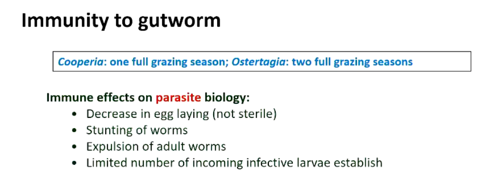 <p>Immune animals still have a parasite burden, but depressed, stunted worms, decrease in the eggs produced</p>