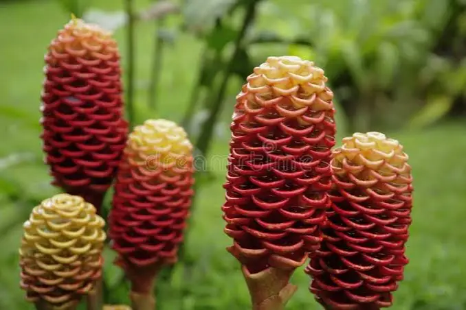 <p>Flor corta </p>