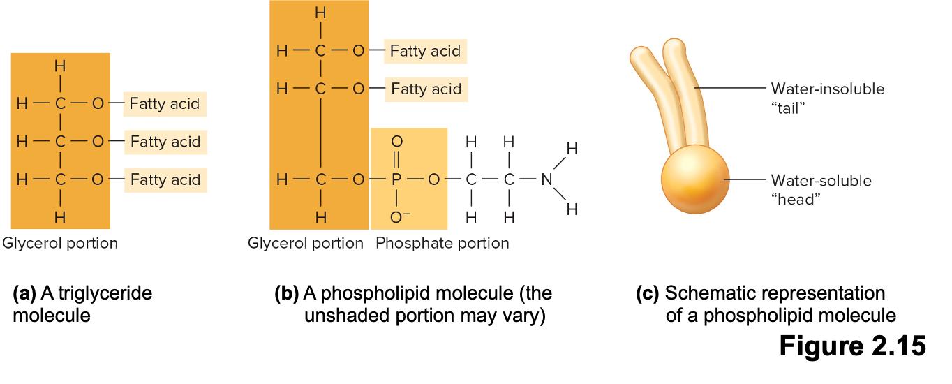 <p>Lipids consisting of $$1$$ glycerol, $$2$$ fatty acids, and a phosphate group</p><ul><li><p>they are the main structural component of cell membranes.</p></li></ul><p></p>