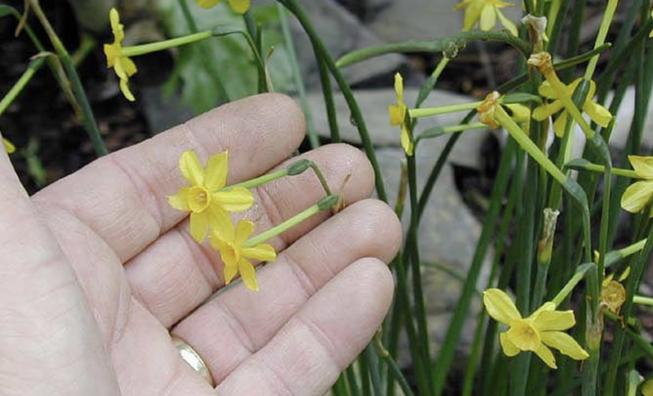 <p>Narcissus pseudonarcissus </p><p>Daffodil </p><p>Amaryllidaceae </p><p></p><p>Yellow, white, orange</p><p>flowers before tulips </p>