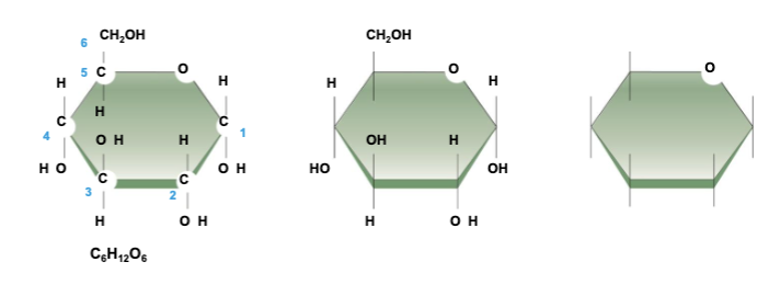 <ul><li><p>a simple carbohydrate</p></li><li><p>1 carbon ring as found in glucose</p></li></ul><p></p>