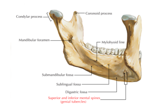 <p>located in the midline of the lingual (inner) surface of the mandible, specifically on the mandubular symphysis</p><ul><li><p>superior: origin for the genioglossus muscle</p></li><li><p>inferior: origin for the geniohyoid muscle</p></li></ul><p></p>