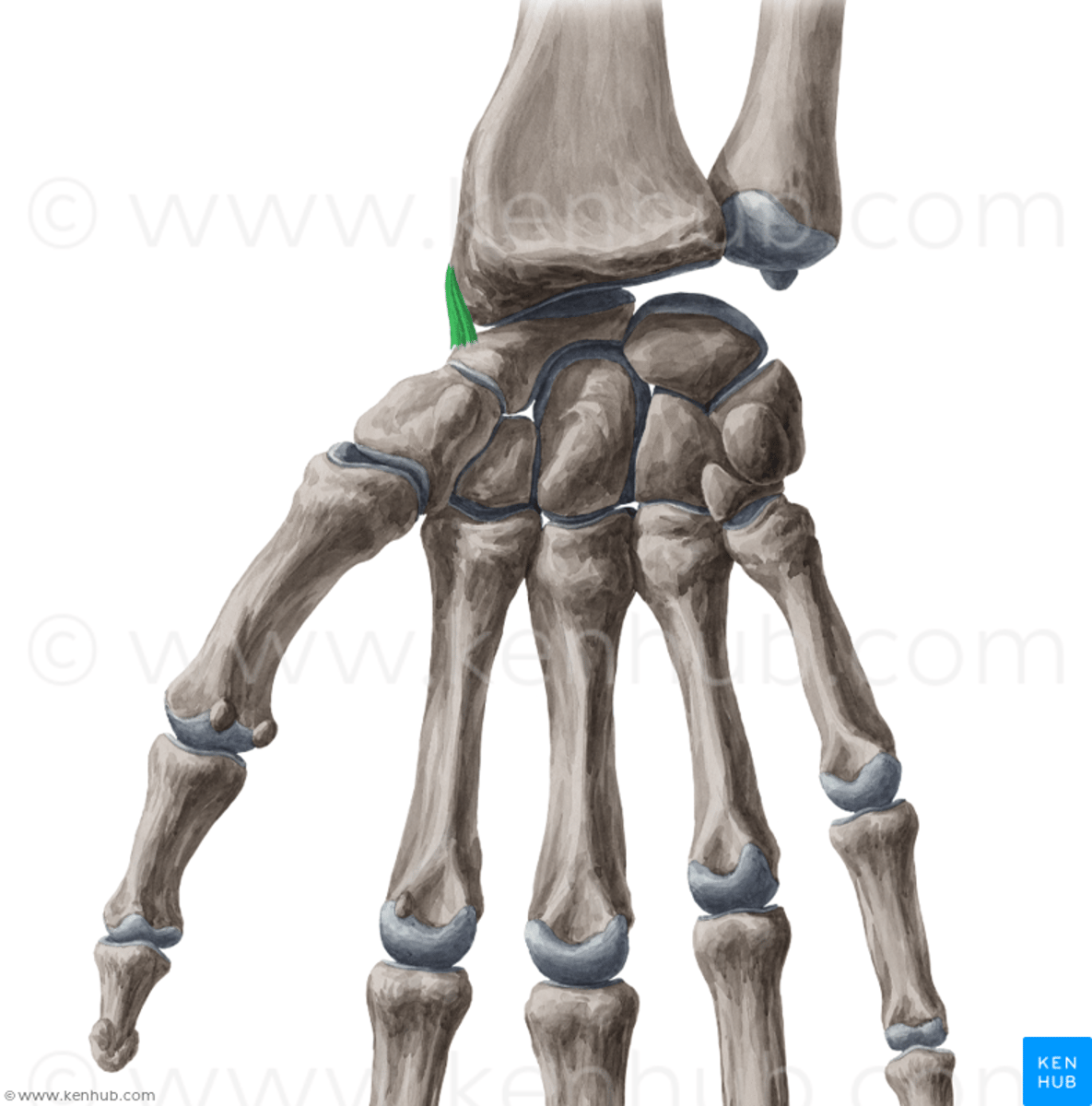 <p>provide support for the wrist</p>